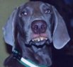 dog_need-dentist.jpg
