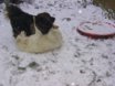 schneespielendehunde29.11.10.jpg