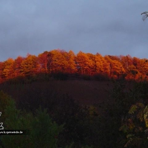 Herbstwald über den Weinbergen bei Sonnenuntergang