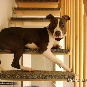 Der Treppenwachhund