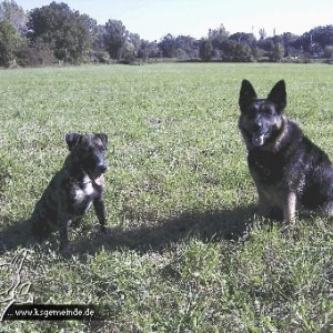 josie&aisha (hund der Schwiegereltern)