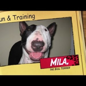 Bullterrierfun: Mila zeigt einige ihrer Tricks