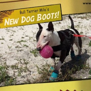 Bull Terrier Mila mit ihren neuen Hundeschuhen