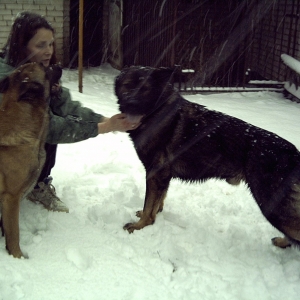 Hunde und Schnee