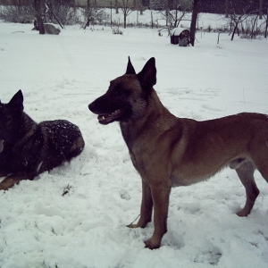 Hunde im Schnee