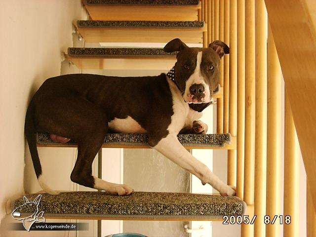 Der Treppenwachhund