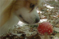 Hund Und Pilz (2)