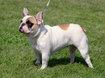 franzoesische bulldogge-bully-frech bulldog.jpg