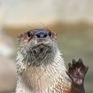 high-five-otter.jpg