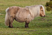 Shetland_Pony_on_Belstone_Common,_Dartmoor.jpg