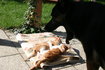 Hund+Katze_2.9.06-018.jpg