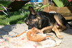 Hund+Katze_2.9.06-025.jpg