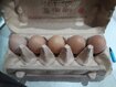 Huhn Eier.jpg