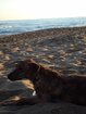 Kreta Malia Bay Hund.jpg
