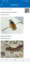 Screenshot_20210908-191842_NABU Insektenwelt.jpg
