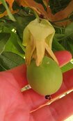Passionsblume-Früchte (8).JPG