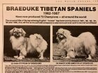 tibetan spaniel history 4.JPG