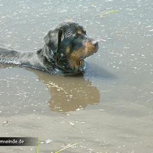 Album des Mitglieds Rottiboss