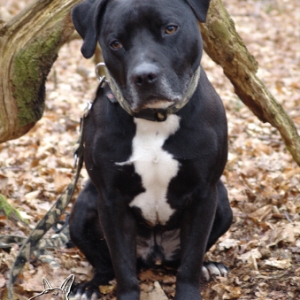 Album des Mitglieds AmStaff-Gustel