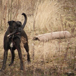 Album des Mitglieds Babyboxer