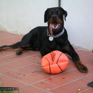 Album des Mitglieds _Doberweiler_