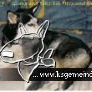 Album des Mitglieds huskyfreund