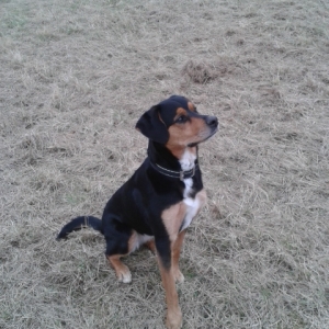 Miri der Beaweiler (Rotti-Beagle ;))