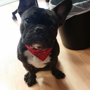 Oscar the Frenchie