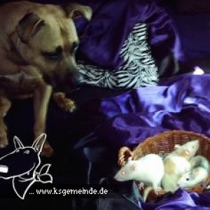 Tammy und die 3Neuen