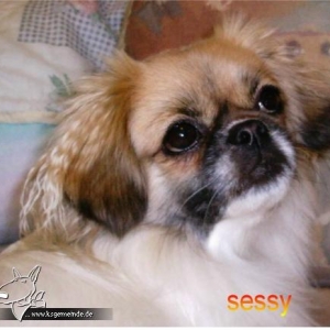 Sessy