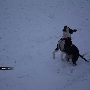 Lilli fängt den Schneeball