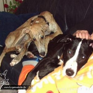 Ex-Pflegehunde Spyder und Lennox