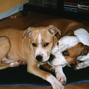 "klein" Vito 6 Monate und Genie 6 Jahre