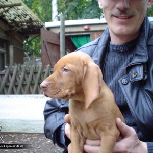 JOY von Borsdorf - Vizslagrund