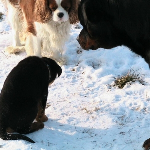 mein Trio