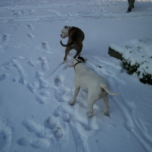 Toben im Schnee 1