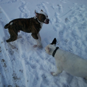 Toben im Schnee 2