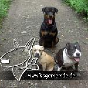 DIE HUNDE BANDE