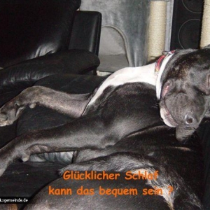 Hundi-bilder