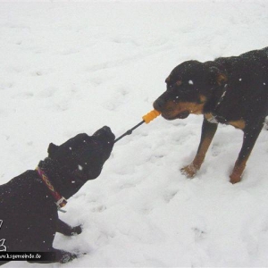 Schneebilder