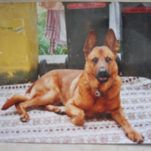 Mein Retty R.I.P.  Juni 2005