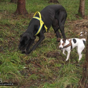 Die Waldgeister Buster und Blaire