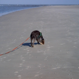 Wangerooge