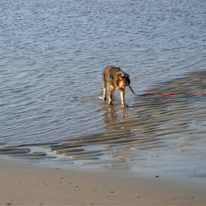 Wangerooge