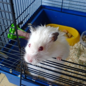 Celina (hamster)