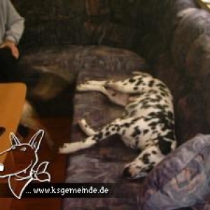 Meine Hunde