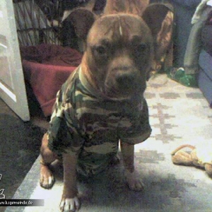 Bundeswehr Dog