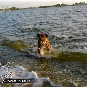 Balu im Urlaub