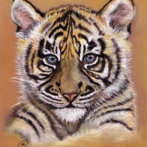 Junger Tiger