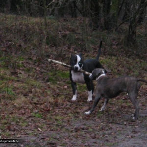 Sugar und Tyson mit "Stöckchen"